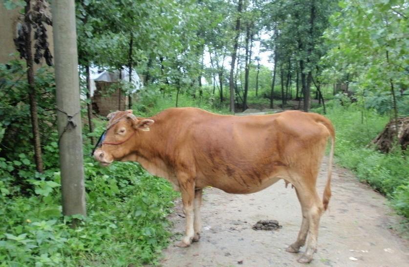 改则最新求一个套医保卡的黄牛是真的吗方法分析(最方便真实的改则求一个套医保卡的黄牛是真的吗还是假的方法)